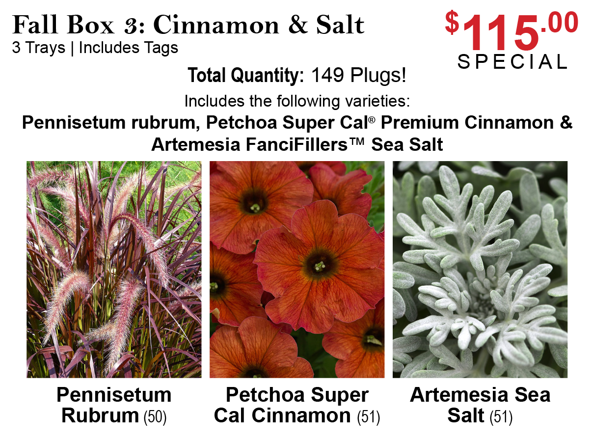 Fall Box: Cinnamon & Salt - Fall Boxes
